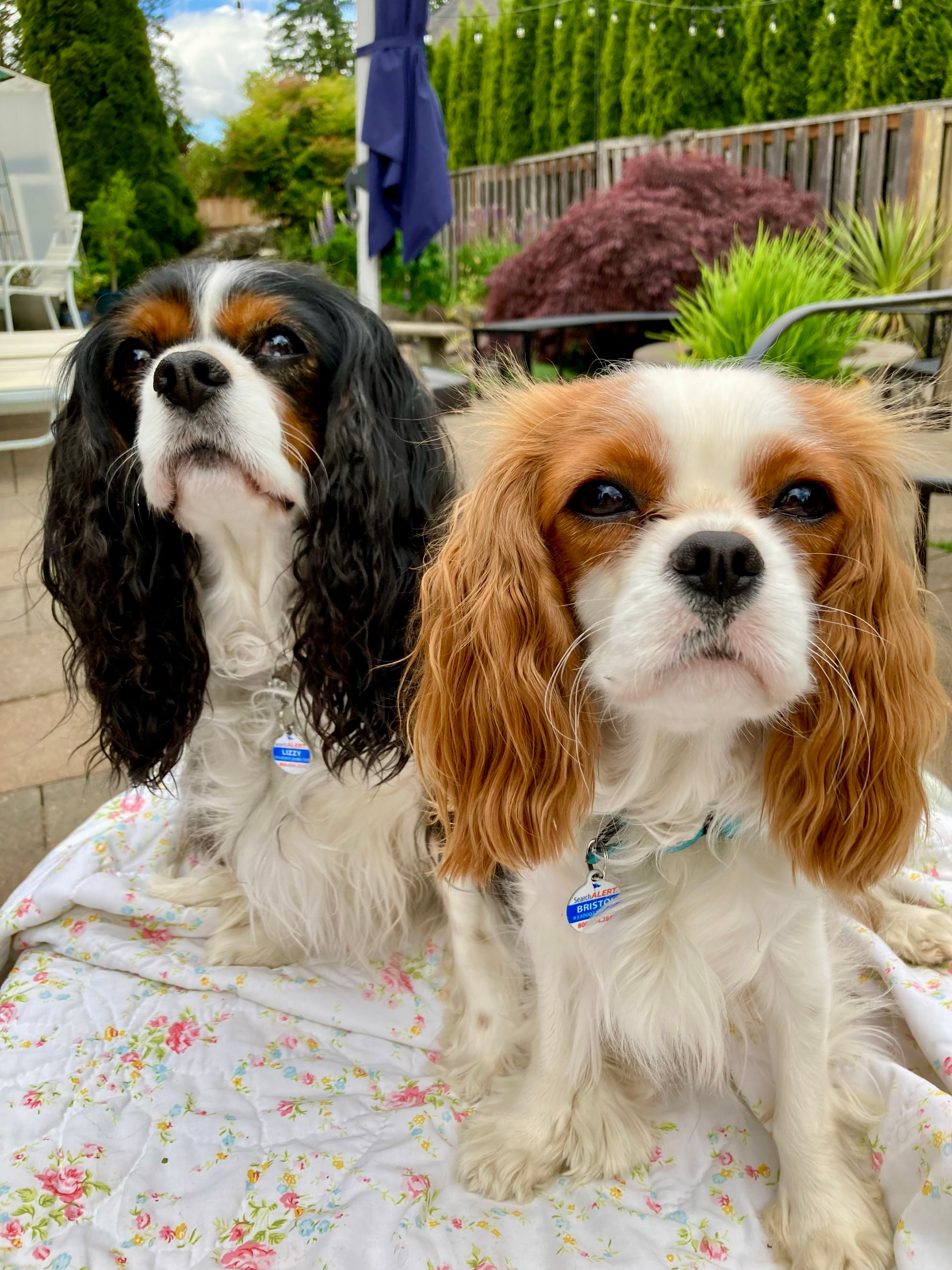 Dan and Lisa's dogs